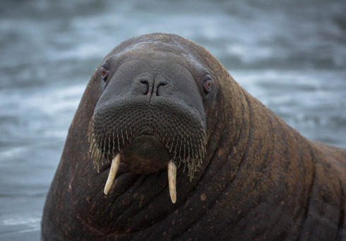 walrus in laptev
