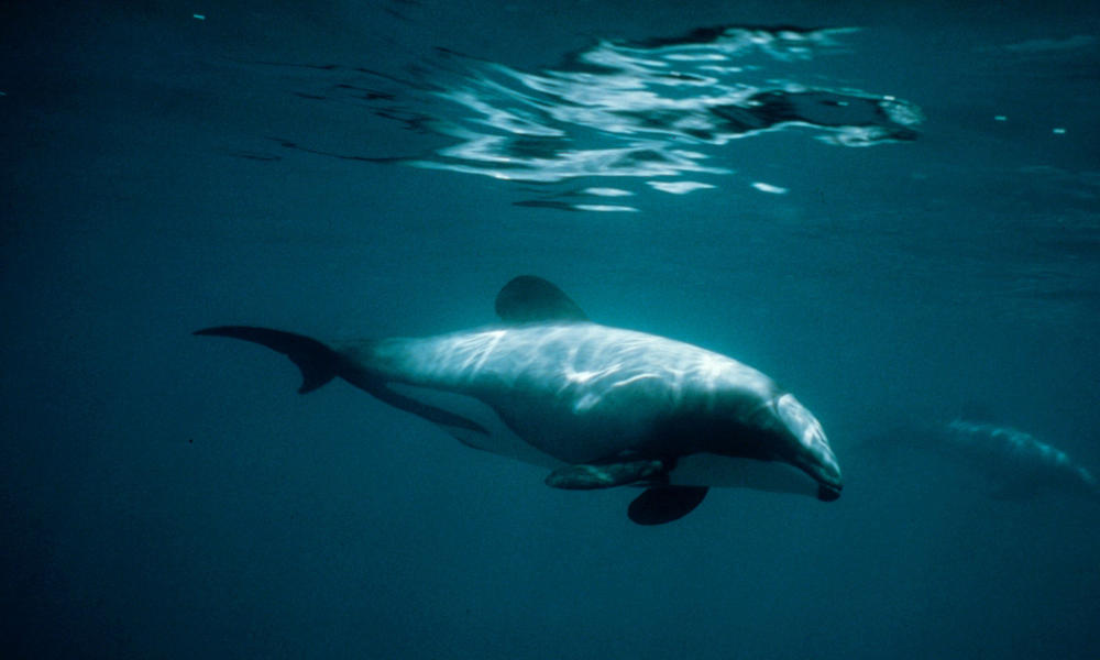 Hector's Dolphin