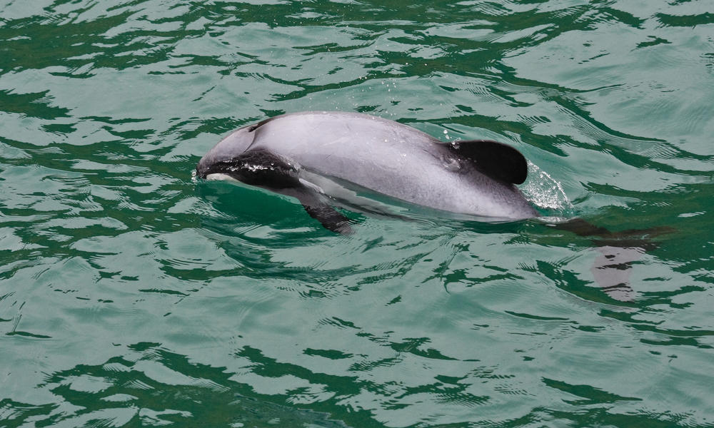 Hector's Dolphin in New Zealand Waters 