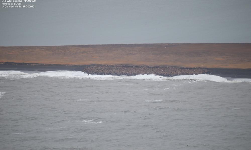 walrus haulout