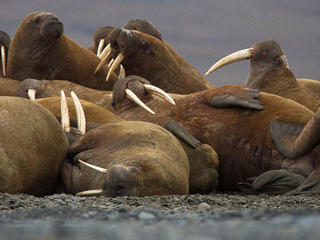 group of walruses
