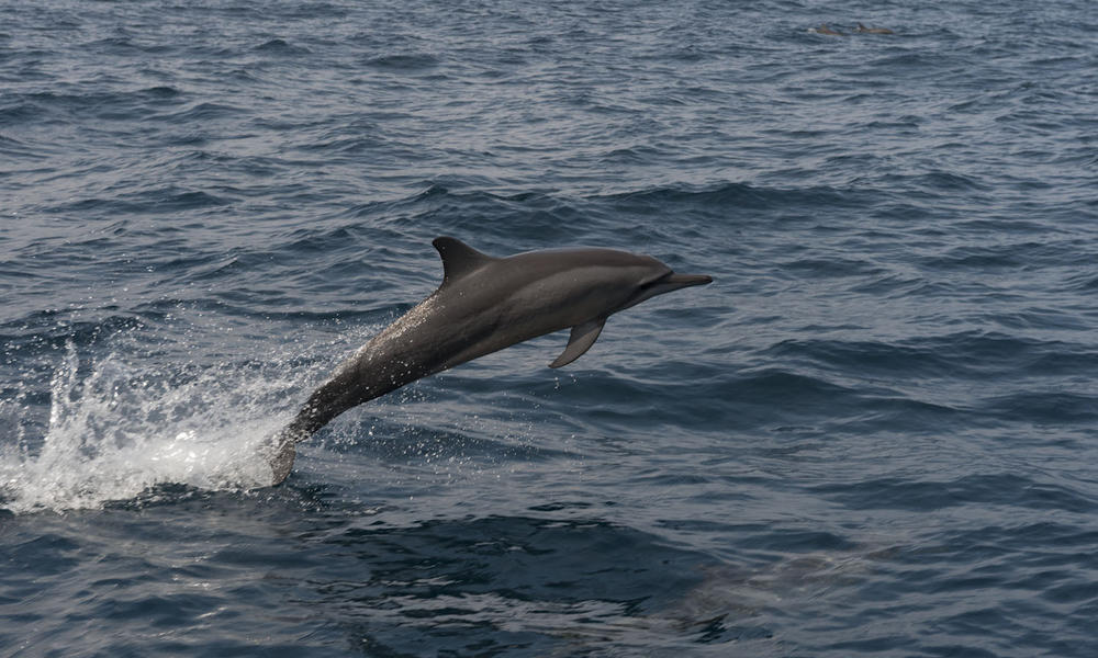 Dolphins and Porpoises