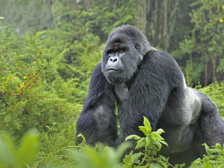 gorilla in Virunga