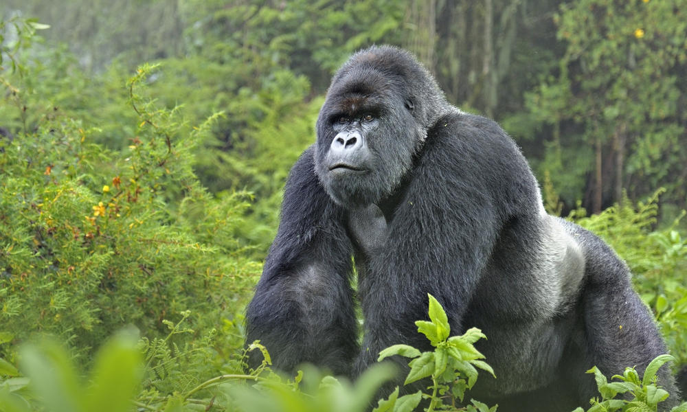 gorilla in Virunga