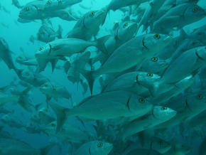 Galapagos: Overfishing