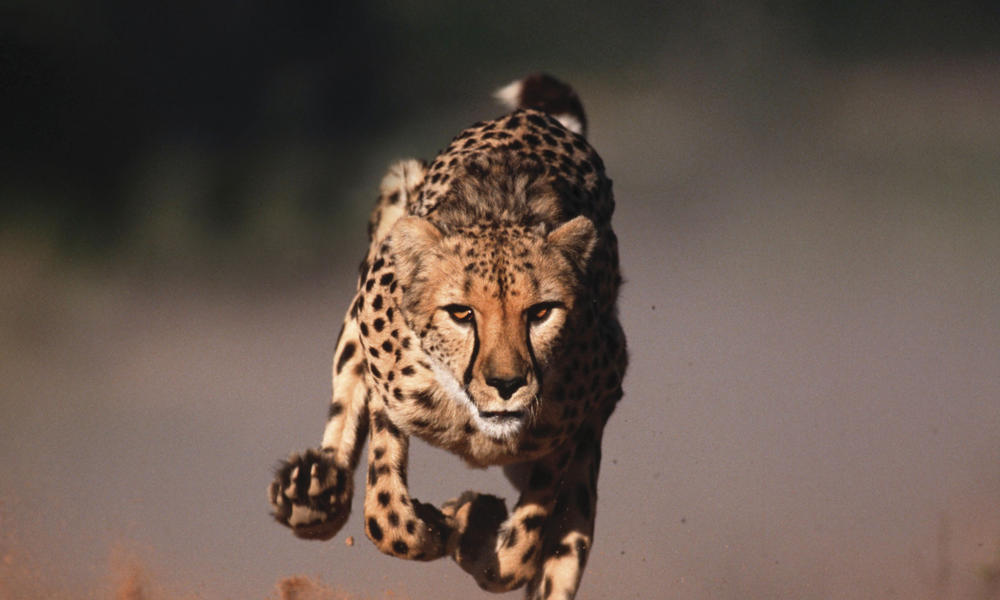 Hi_106080_martin_harvey_wwf-canon
