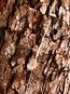 Close up of a tree