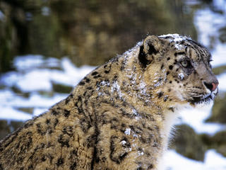 snow leopard profile