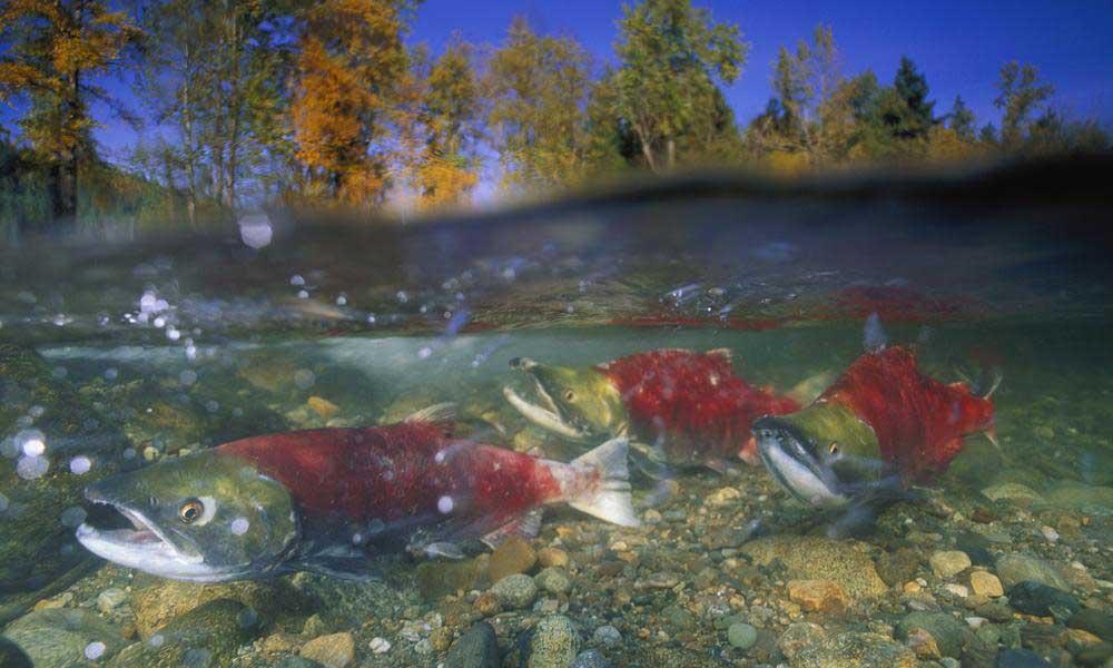 salmon_10.28.13_Species_Threats