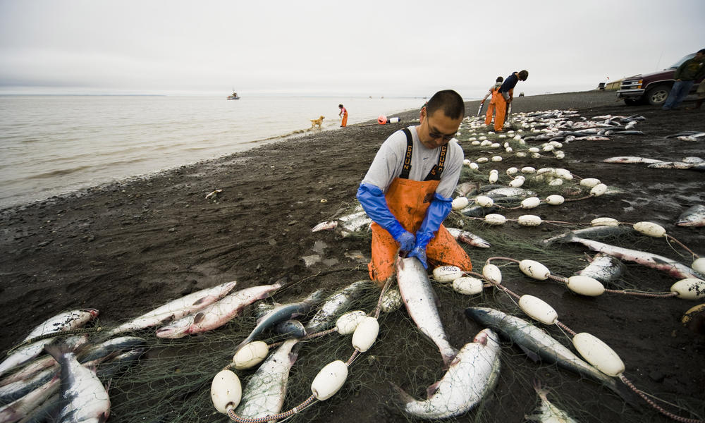 Sockeye Salmon