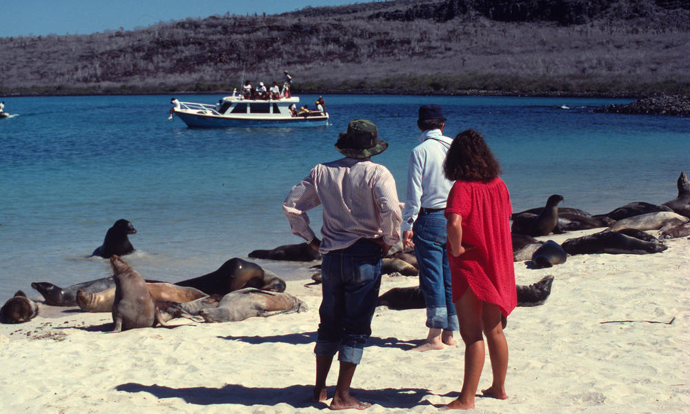 Sea Lion