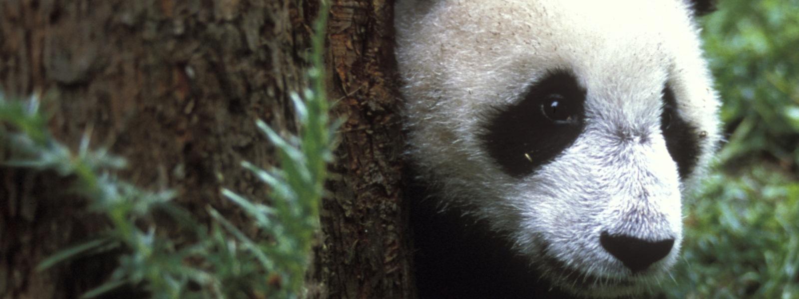 Panda cub behind tree