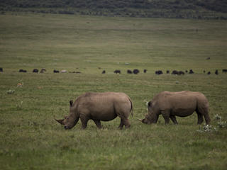 kenyan rhinos