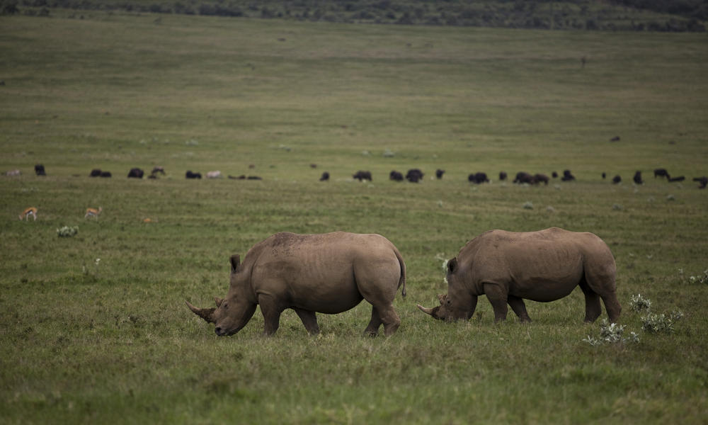 kenyan rhinos