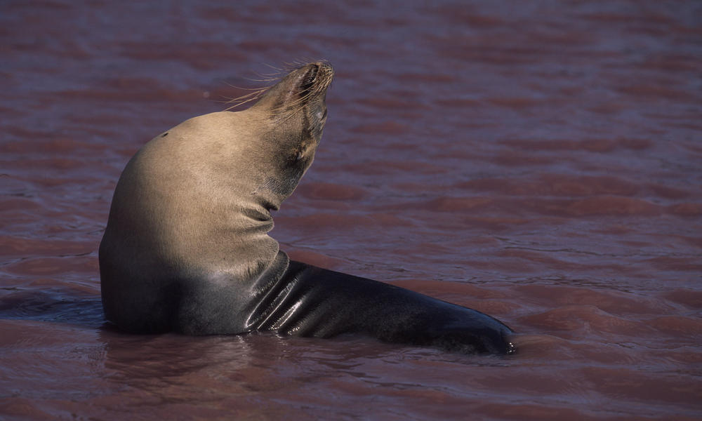 Sea Lion