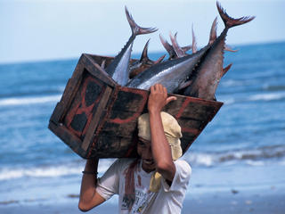 man carrying tuna