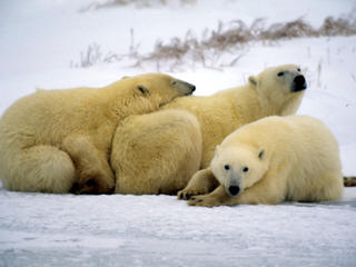 polar bear mother and cubs