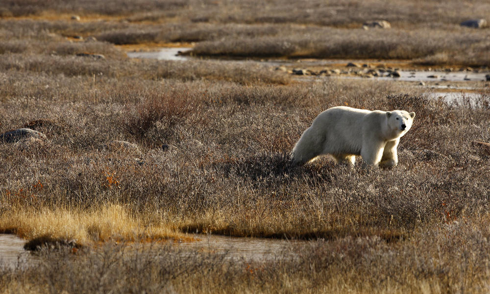 Polar_bear_3