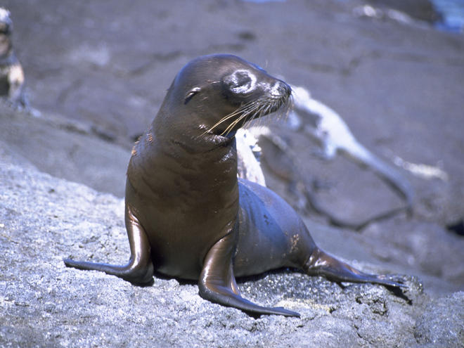 sea-lions-species-wwf