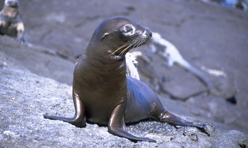 Sea Lion