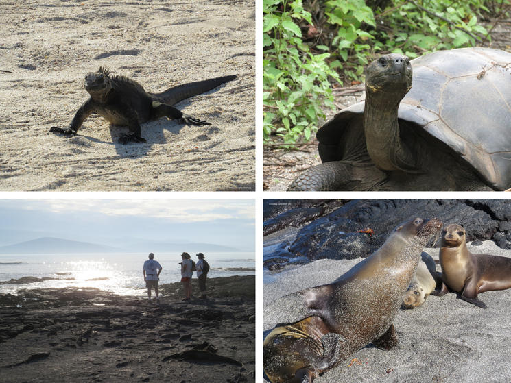 Galapagos_collage