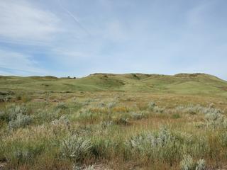 greener grasslands