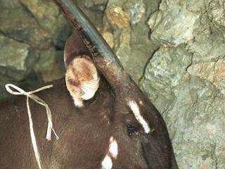 female saola