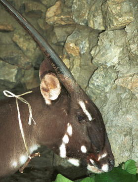 female saola