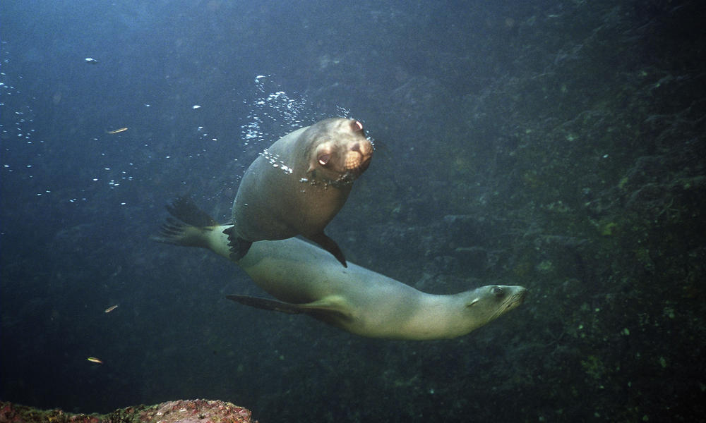 Sea Lion