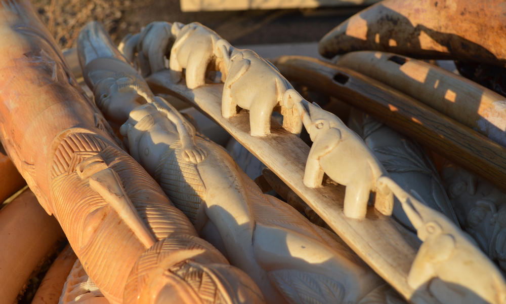 tusks before ivory crush