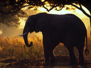 Shadow_elephant
