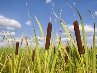 bulrush in field