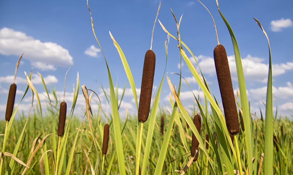 bulrush in field