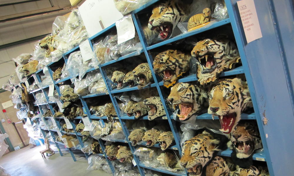 tiger head repository