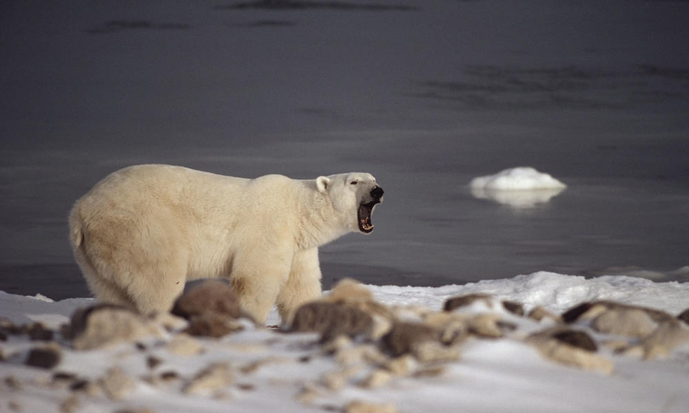 Learning From Human-polar Bear Conflict | Blog Posts | WWF