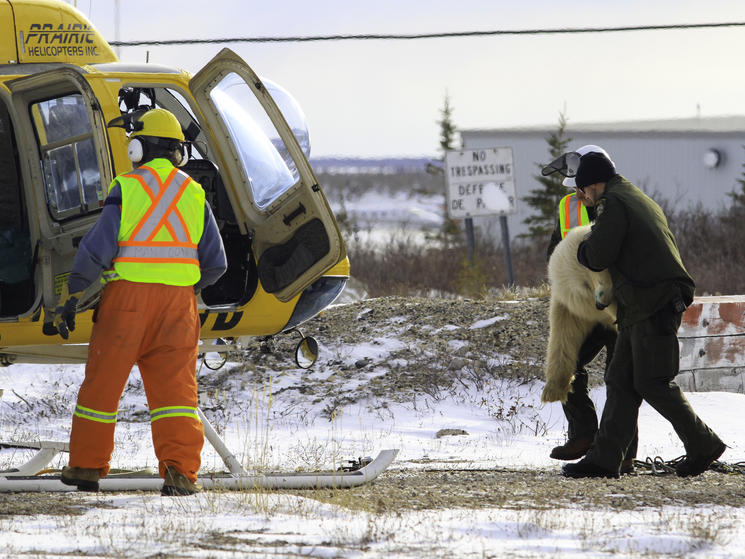Brad_josephs_nha_polar_bear_release