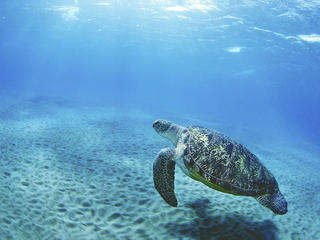 sea turtle swimming