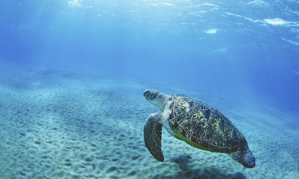 How long do sea turtles live? And other sea turtles facts | WWF