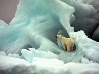 polar bear on ice