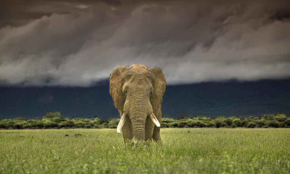 African Elephant
