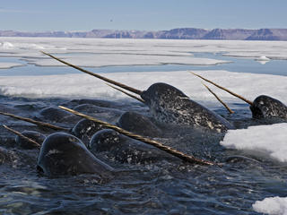 narwhal group