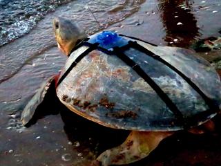 flatback released with tag