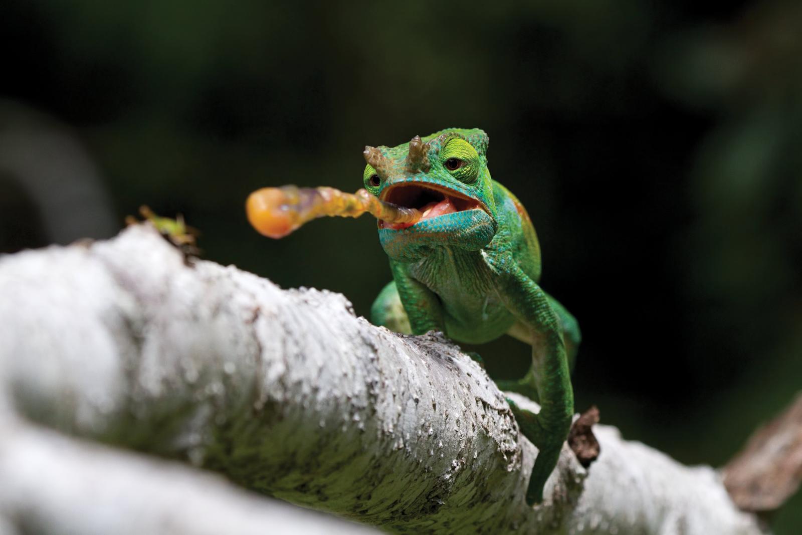 Giovanni_mari_parson_chameleon_mini
