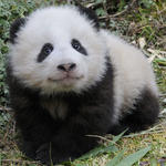Giant panda cub