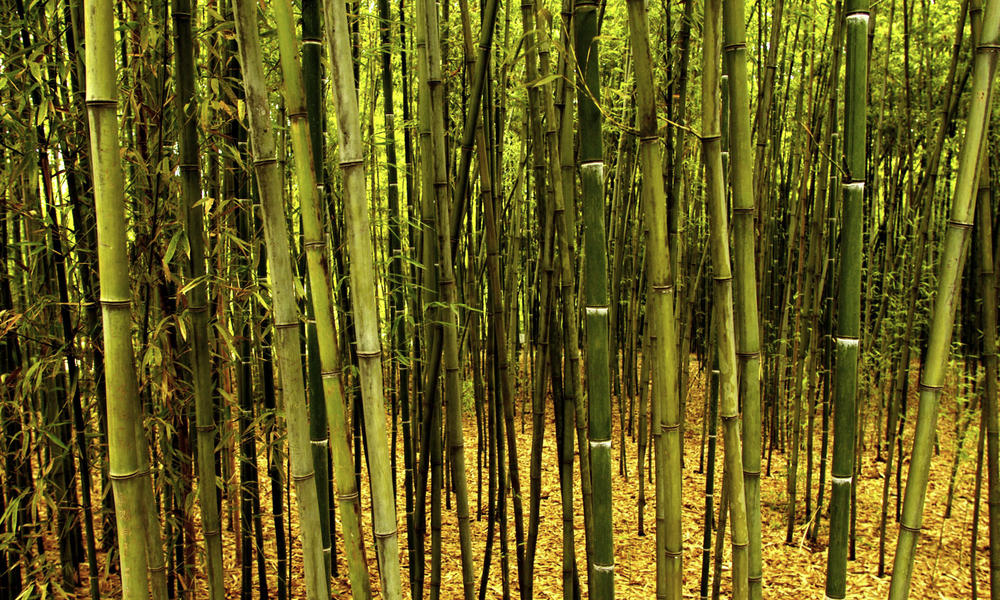 Bamboo_hi_105586_story-panda-facts