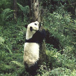 Panda at tree