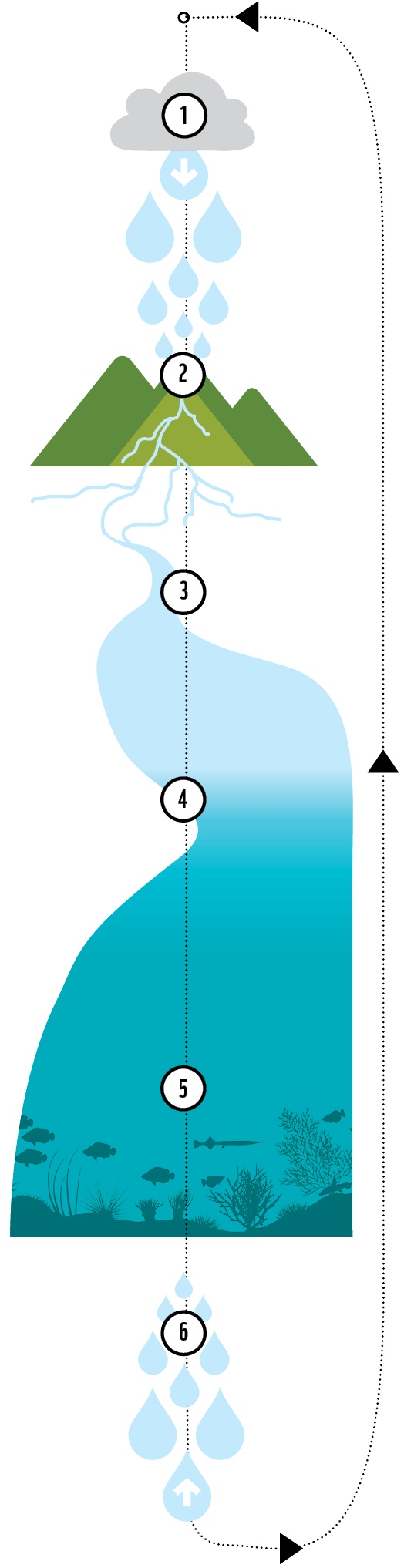 the water cycle