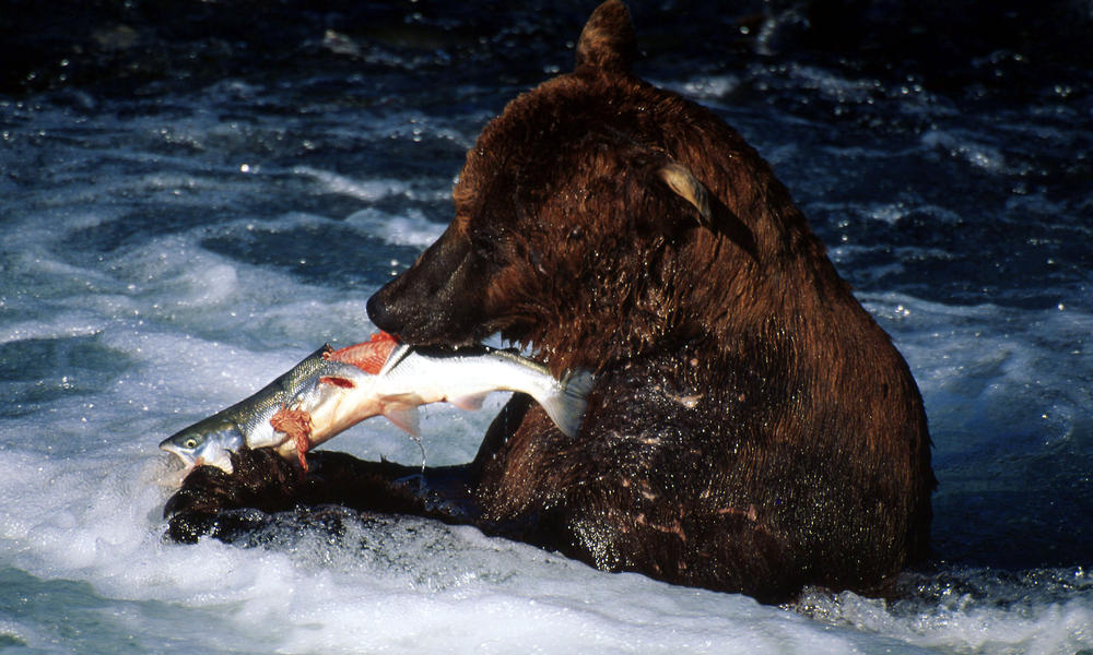 brown bear eating salmon alaska