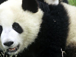 Pandas