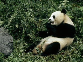 Giant Panda